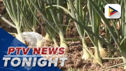 Prices of onions have dropped by over P13/kg ;