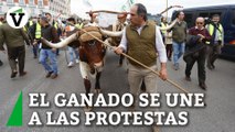 Los agricultores sacan cabestros a las calles de Madrid durante las protestas