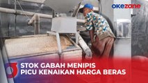 Musim Tanam Terkendala Cuaca, Stok Gabah Menipis di Tulang Bawang Lampung