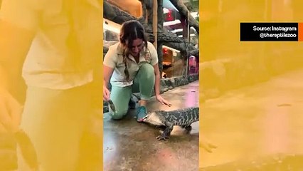 Video: Reptiilipuiston työntekijä pitää hauskaa jättiläiskäärmeiden, krokotiilien ja liskojen kanssa