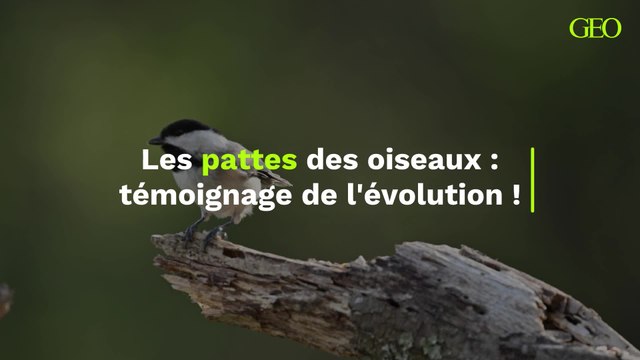 Pourquoi les oiseaux ont-ils des pattes aussi fines ?