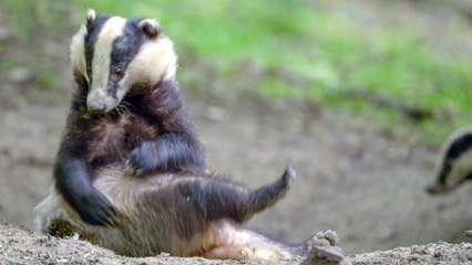 Bande annonce de "Des bêtes et des sorcières"