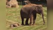 Un elefante pide ayuda a unos cuidadores del zoo para despertar a su cría
