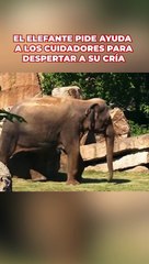 Un elefante pide ayuda para despertar a su cría