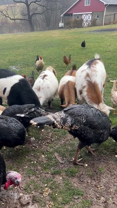 Farm Animal Meeting Could Have Been an Email