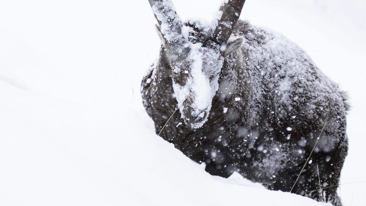 Bande annonce "Hors-piste, sensible et sauvage"