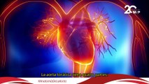 Un viaje a través de la anatomía de la aorta ¿Cómo funciona la arteria más importante? #EspecialMSP