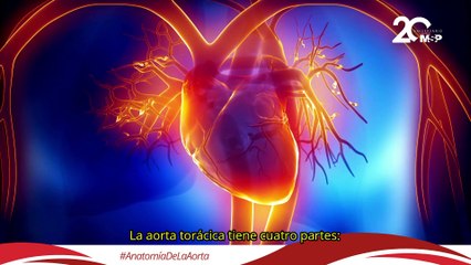 Un viaje a través de la anatomía de la aorta ¿Cómo funciona la arteria más importante? #EspecialMSP
