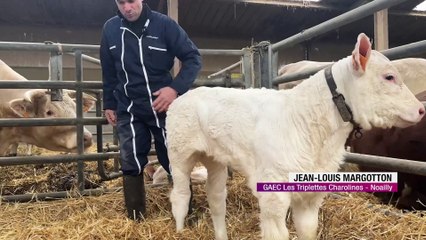 Royale, la star ligérienne du prochain Salon de l'Agriculture