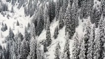 Pine trees on snowy mountain