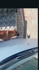 Un chien découvre son pire ennemi... son ombre