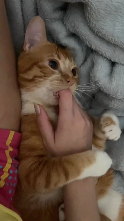 Cat Love