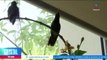Los colibríes están bajo amenaza por ser utilizados como amuletos