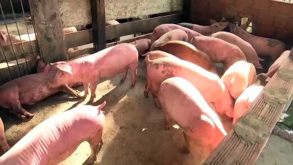 EXPORTACION CERDO SENASAG