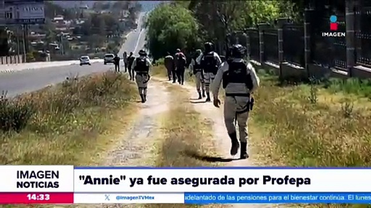 La elefanta Annie es asegurada por la Profepa