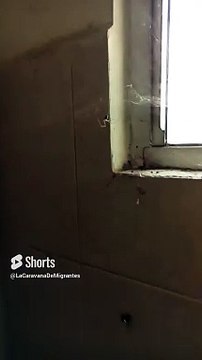 #Araña #patona #fauna #insecto #animales #mascotas #shorts #baño #ventana #aracnidos #amistad #amigo