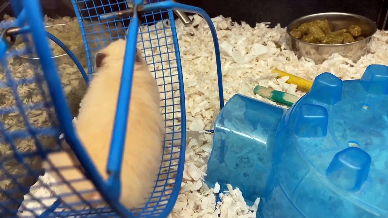 Pawsome Playtime: Pets at Their Happiest