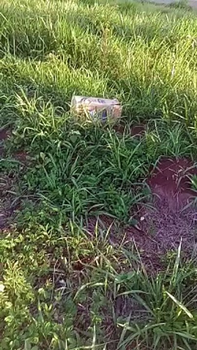 Quatro filhotes de gato são abandonados dentro de caixa em Goioerê