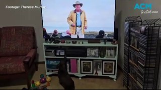 Murphy the miniature dachshund watching Dr Harry Cooper | The Senior | February 24, 2024