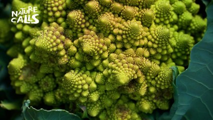 Vale Verde | Nature Calls