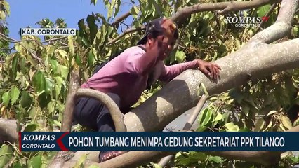 Pohon Tumbang Menimpa Gedung Sekretariat PPK Tilango