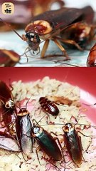 मुर्गियों का हमला! बचाओ-इनको खाओ! || आचार्य प्रशांत