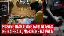 Pusang inakalang naglalabas ng hairball, na-choke na pala | GMA Integrated Newsfeed