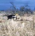 Buffalo Saves Calf From Lion Attack