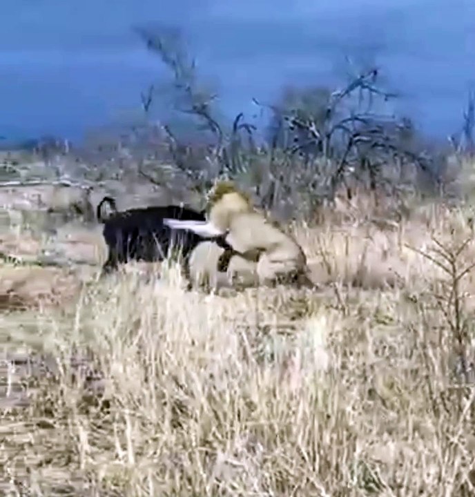 Buffalo Saves Calf From Lion Attack