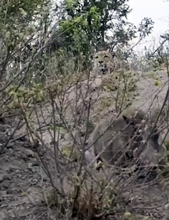 Rare Footage Male Leopard Hunts Warthog And Narrowly Avoids Being Attacked