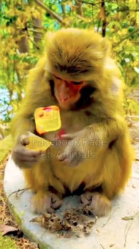Funny Monkey Shorts, Funny Animal's, Animals Shorts, Shorts Video, Viral Shorts, Trending Video, Trending Viral Video #Animals#Monkey#Wildanimals