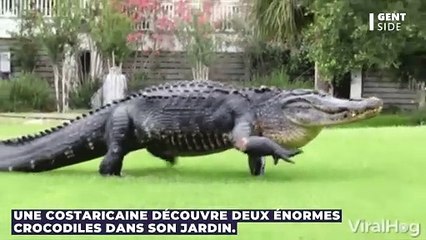 Une Costaricaine découvre deux énormes crocodiles dans son jardin