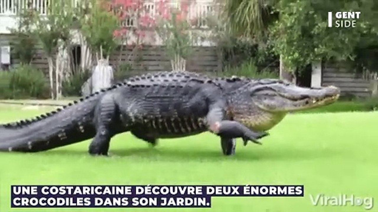 Une Costaricaine découvre deux énormes crocodiles dans son jardin
