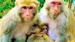 Funny And Beautiful Monkey Shorts, Funny And Funny Video, Wild Animals,Indian Langoor Shorts Animals Short, Animals Video, Funny Moments In India #Animals#Wildanimals#Monkey
