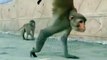 Funny Moments On Monkey, Viral Video,Viral Monkey Shorts, Animals Video, Viral Animal's, Trending Animals #Animals#Funnyvideo#Viralvideo