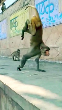 Funny Moments On Monkey, Viral Video,Viral Monkey Shorts, Animals Video, Viral Animal's, Trending Animals #Animals#Funnyvideo#Viralvideo