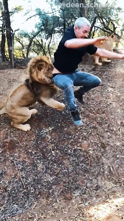 lion loves his man