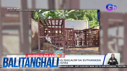 8 asong nakatakdang isailalim sa euthanasia o mercy killing, nailigtas | BT