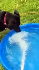 crazy animals from internet pt.5