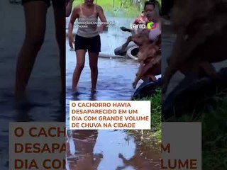 Vídeo mostra resgate de cachorro ilhado em mangue no litoral de SP