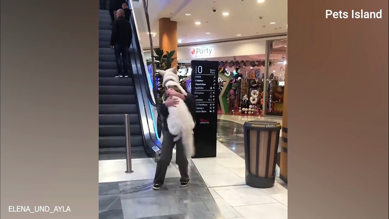 I dare you not to laugh at these funny dogs  FUNNIEST DOG VIDEO! (2024)