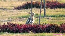 Hoopoes are colorful birds found across Africa, Asia, and Europe