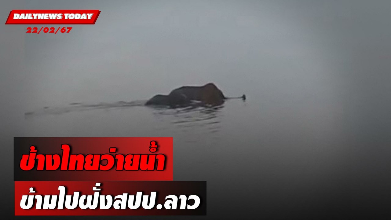 ช้างไทยว่ายน้ำ ข้ามไปฝั่งสปป.ลาว | DAILYNEWSTODAY เดลินิวส์ 22/02/67