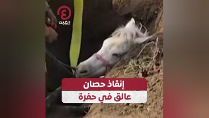 إنقاذ حصان عالق في حفرة