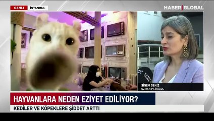 Kediler ve köpeklere şiddet arttı: Hayvanlara neden eziyet ediliyor?