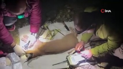 Türkiye'de ilk defa Karakulak'a uydu takip cihazı takıldı