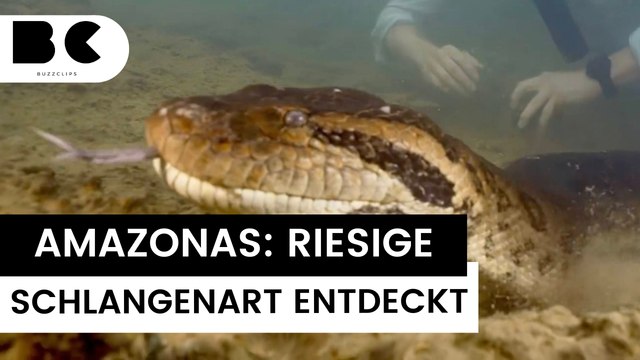 Amazonas: Größte Schlange der Welt entdeckt