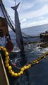 A Whale Dying After Trapped In Fisherman's Net
