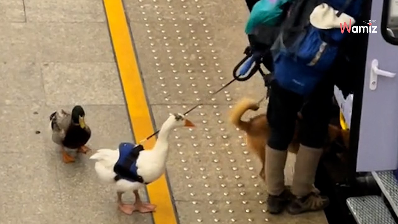 Video. Un gruppo di viaggiatori insoliti attira l'attenzione dei passeggeri del treno