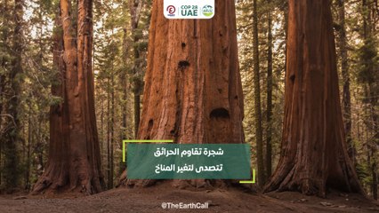 شجرة تقاوم الحرائق تتصدى لتغير المناخ